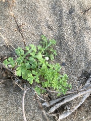 Artemisia capillaris