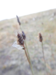 Alopecurus magellanicus