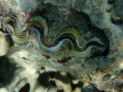 Tridacna maxima