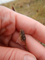 Alopecurus magellanicus