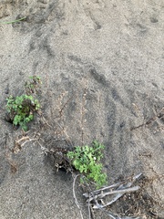 Artemisia capillaris