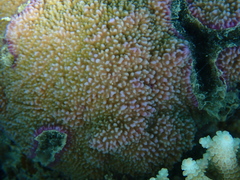 Montipora