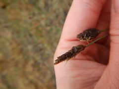 Alopecurus magellanicus