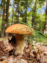 Boletus chippewaensis