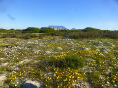 Lampranthus explanatus