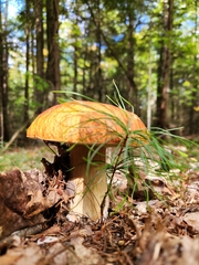 Boletus chippewaensis