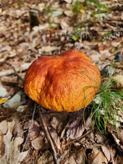 Boletus chippewaensis