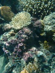 Montipora