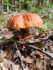 Boletus chippewaensis