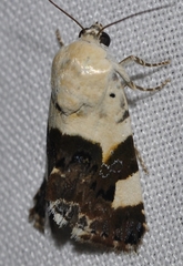 Acontia lucida