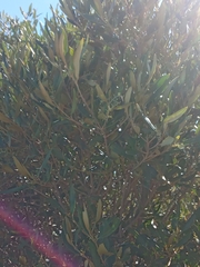 Olea europaea