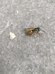 Vespula vulgaris