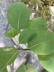 Cotinus obovatus