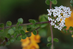 Platysace lanceolata