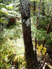 Fuscopannaria leucosticta