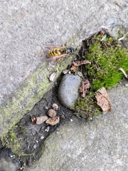 Vespula vulgaris