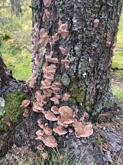 Rhodofomes cajanderi