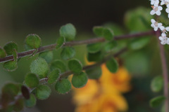 Platysace lanceolata
