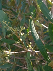 Olea europaea