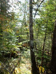 Fuscopannaria leucosticta