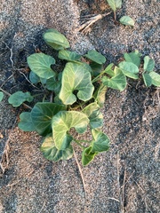 Calystegia soldanella