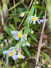 Symphyotrichum lanceolatum