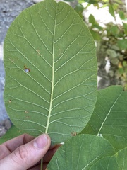 Cotinus obovatus