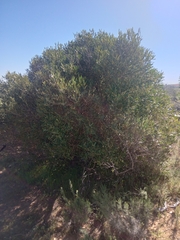Olea europaea