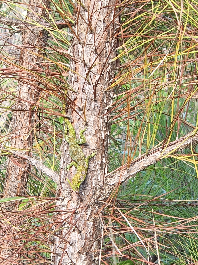 Baoruco Green Anole