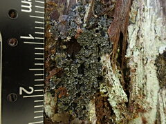 Fuscopannaria leucosticta