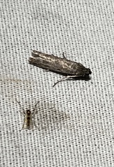 Phycitodes reliquellum