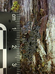 Fuscopannaria leucosticta