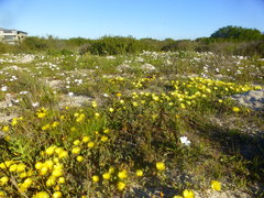 Lampranthus explanatus