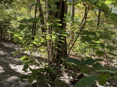 Cotinus obovatus