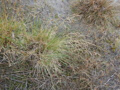 Deschampsia cespitosa cespitosa
