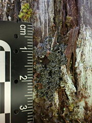 Fuscopannaria leucosticta