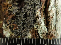 Fuscopannaria leucosticta