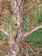 Anolis barahonae