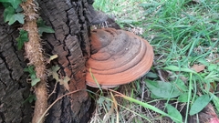 Ganoderma adspersum