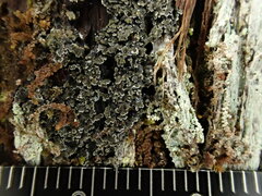 Fuscopannaria leucosticta