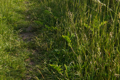 Astragalus glycyphyllos