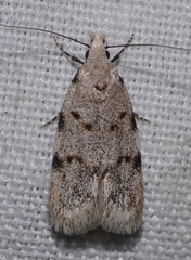 Symmoca signatella