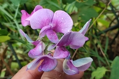 Lathyrus latifolius