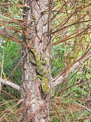 Anolis barahonae