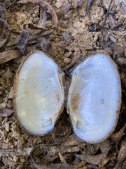 Elliptio congaraea