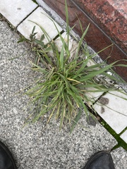 Poaceae