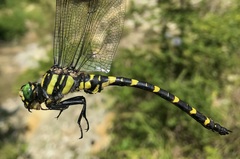 Cordulegaster picta