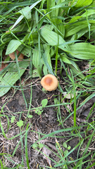 Marasmius oreades