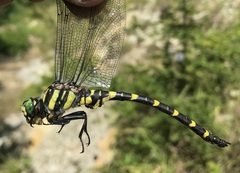 Cordulegaster picta