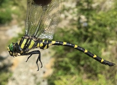 Cordulegaster picta